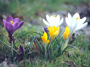 blühende Krokusse auf Rasenstück